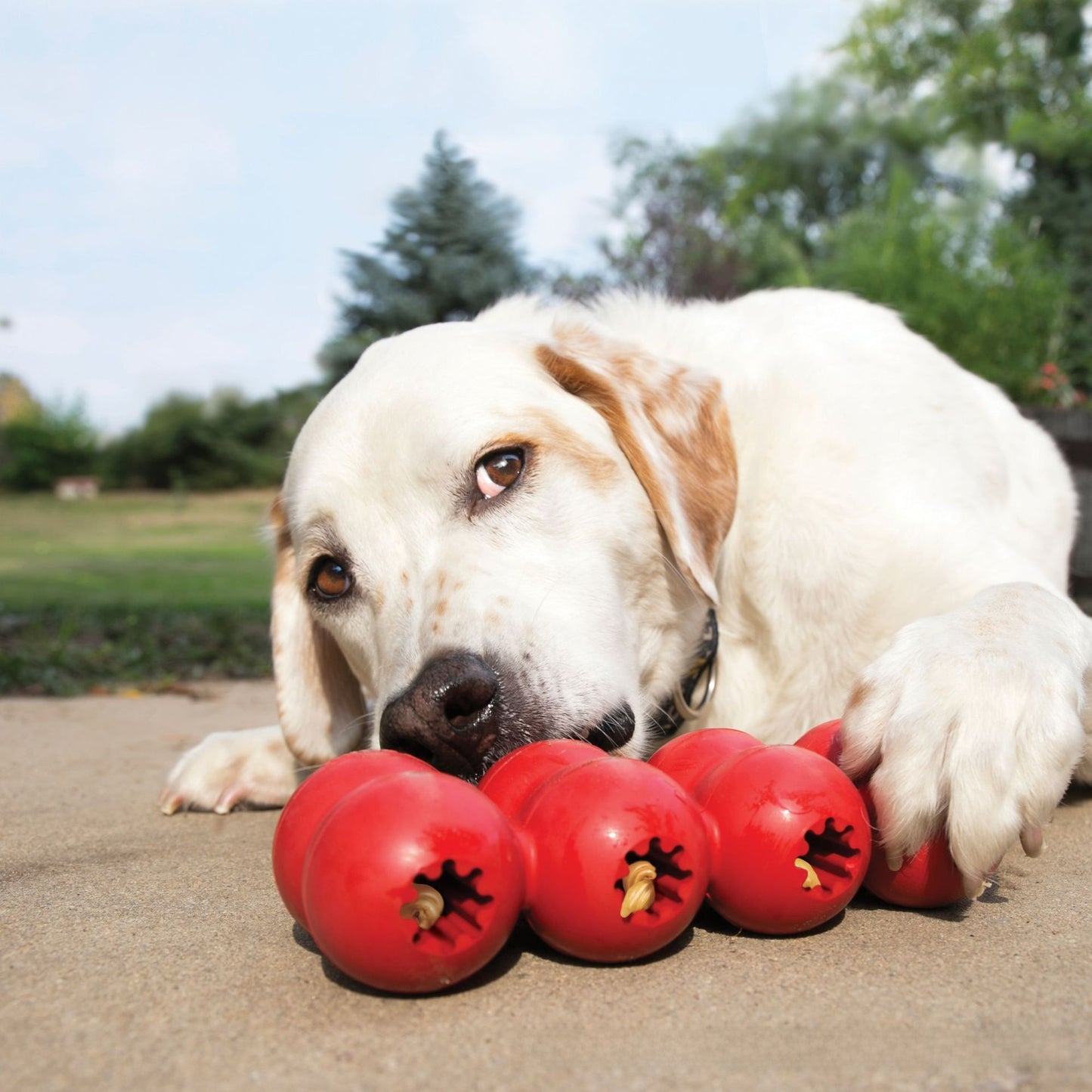 Natural Rubber Dog Chew Tumbler Toy