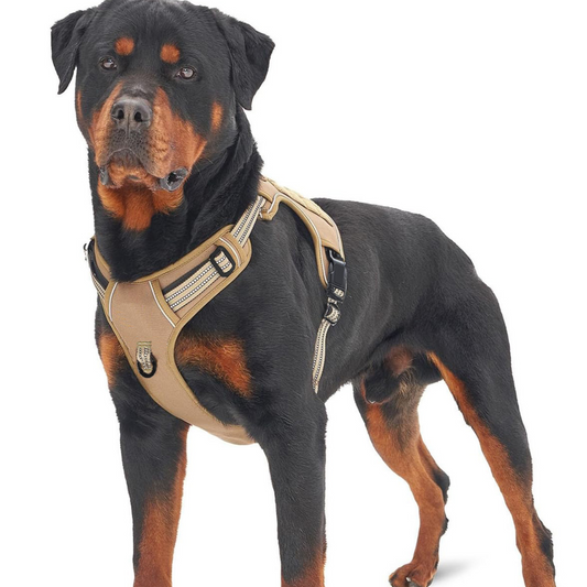 pet harness